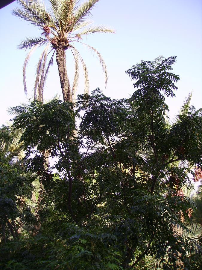 Appart avec vue Jardin/Majorelle Marrakesh Extérieur photo